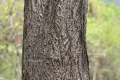 Cochlospermum religiosum
